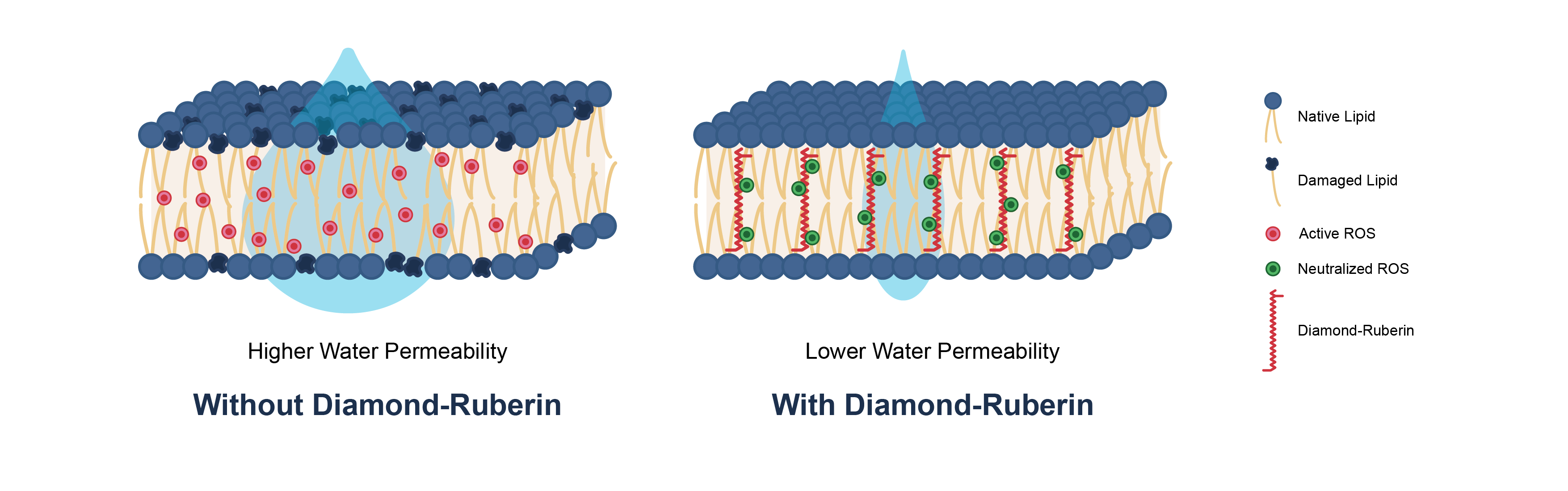 Integrating into the Lipid Bilayer